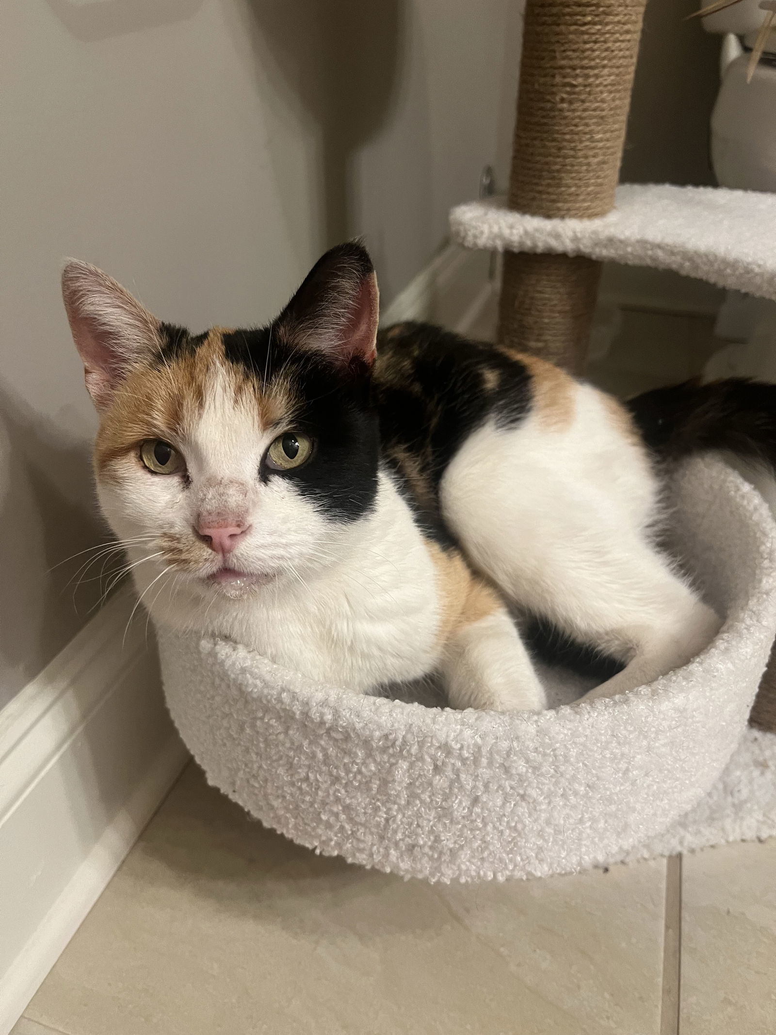 Bossy Betty, an adoptable Calico, Domestic Short Hair in Oxford, MS, 38655 | Photo Image 1