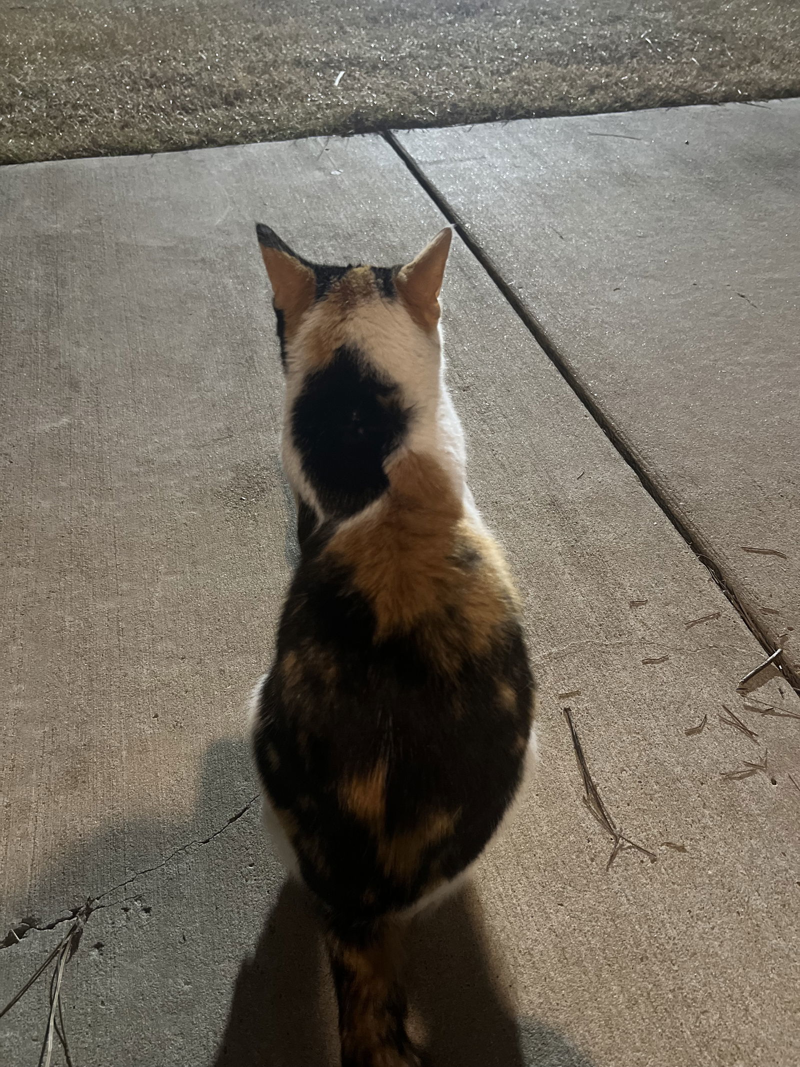 Bossy Betty, an adoptable Calico, Domestic Short Hair in Oxford, MS, 38655 | Photo Image 3