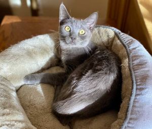 DOB 62023 Sky is a handsome petite little guy with stunning green eyes and a spunky personality