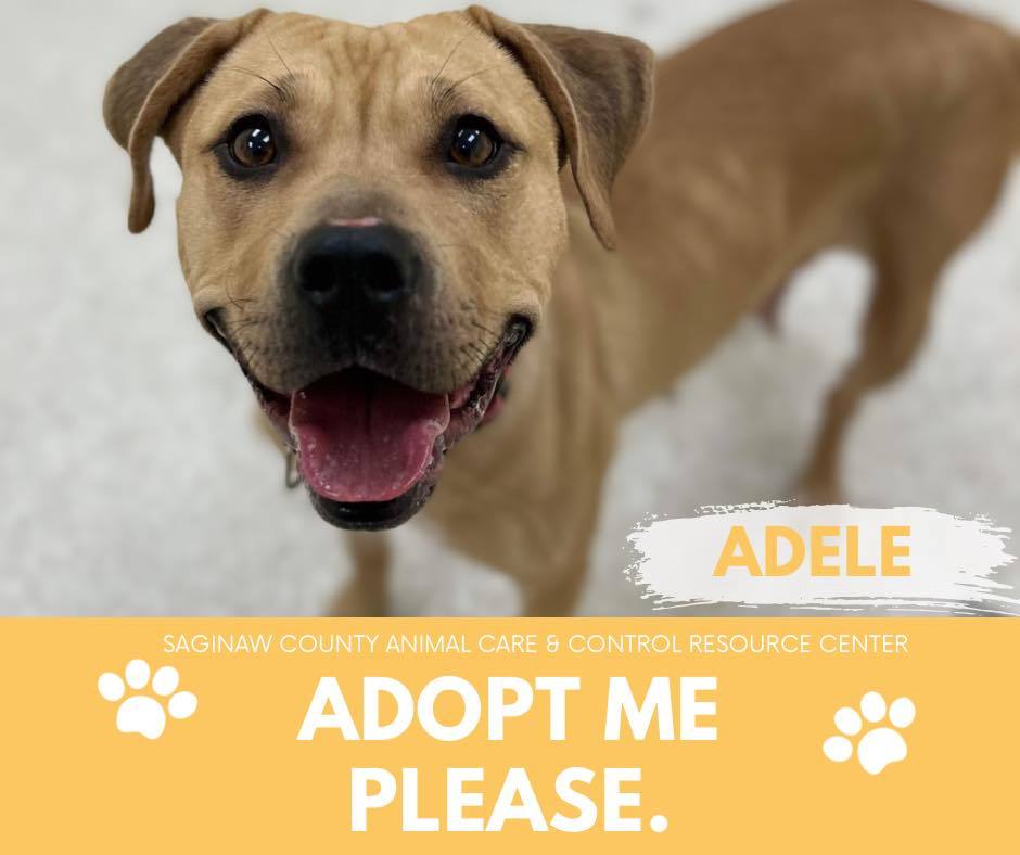 ADELE, an adoptable Pit Bull Terrier in Saginaw, MI, 48602 | Photo Image 1