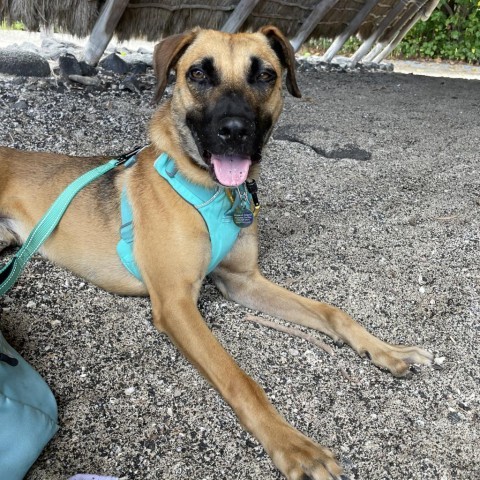 Pretzel, an adoptable Mixed Breed in Kailua Kona, HI, 96740 | Photo Image 1