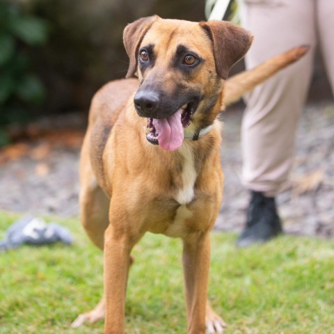 Pretzel, an adoptable Mixed Breed in Kailua Kona, HI, 96740 | Photo Image 2