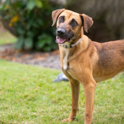 Pretzel, an adoptable Mixed Breed in Kailua Kona, HI, 96740 | Photo Image 4