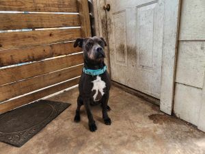 Logan, Young Male Pit Bull Terrier