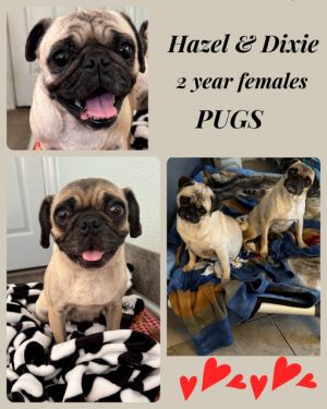 Dixie pugs hot sale