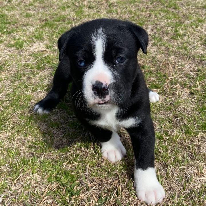 Dog for adoption Beatrice a Spitz Labrador Retriever Mix in