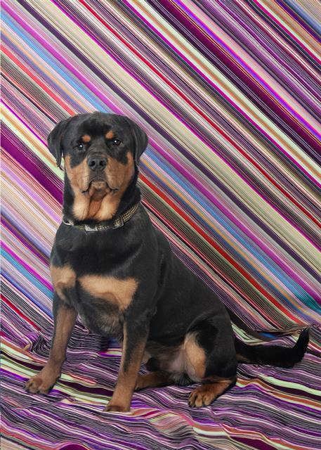 CAIN, an adoptable Rottweiler in Vaughan, ON, L6A 1T1 | Photo Image 1