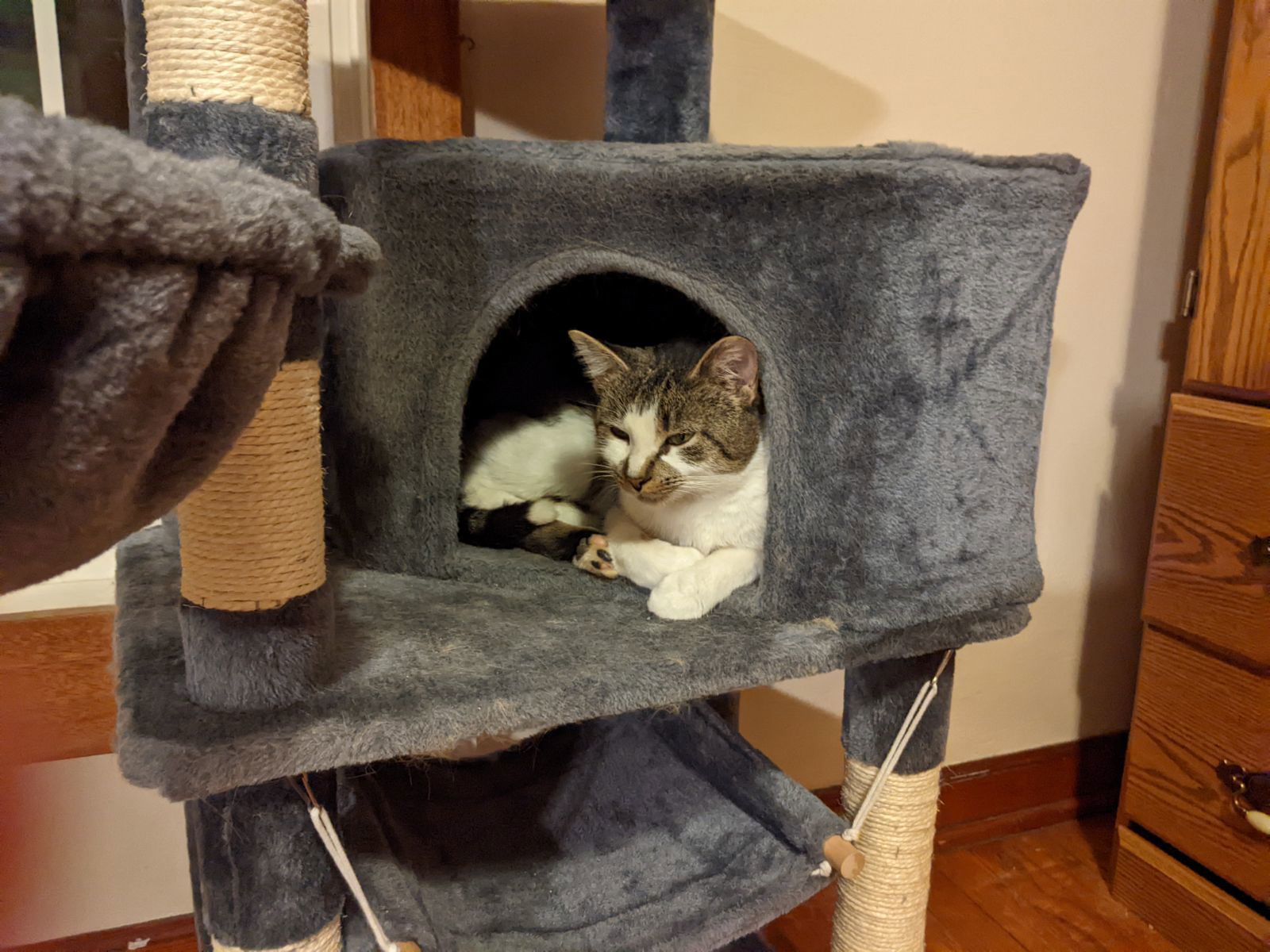 Sammi Elliott, an adoptable Domestic Short Hair in Kohler, WI, 53044 | Photo Image 3