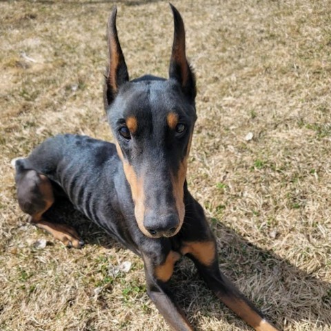 Leo, an adoptable Doberman Pinscher in Rexburg, ID, 83440 | Photo Image 1