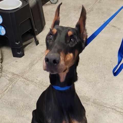 Leo, an adoptable Doberman Pinscher in Rexburg, ID, 83440 | Photo Image 3