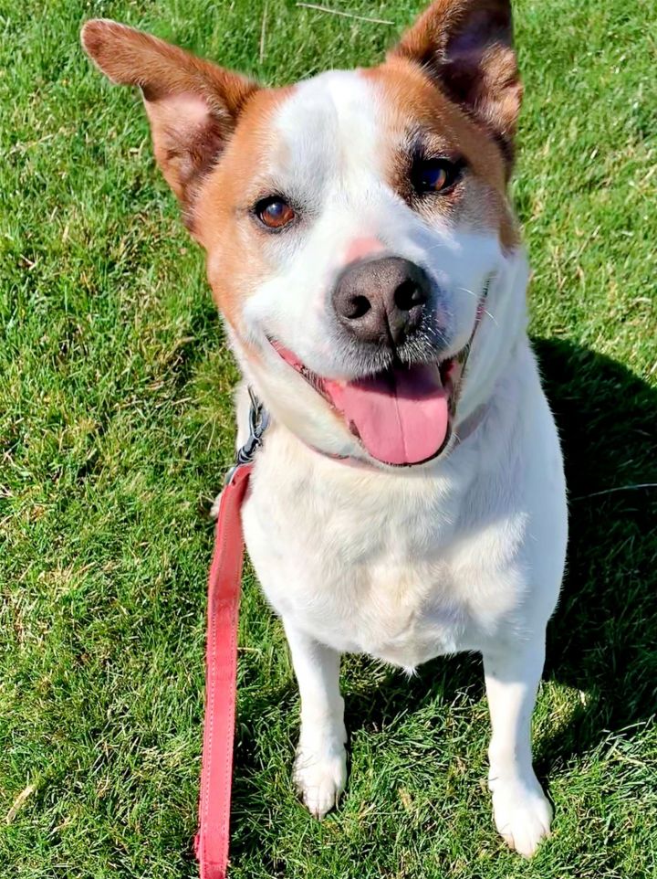 Dog for adoption - Charlie Brown, a Shetland Sheepdog / Sheltie & Pit ...