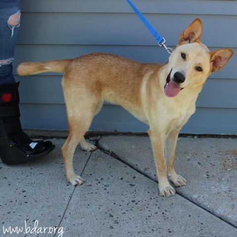 Walter, an adoptable Shepherd, Mixed Breed in Cheyenne, WY, 82009 | Photo Image 1