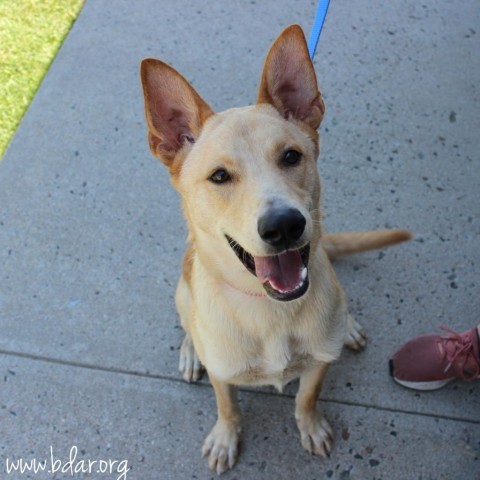 Walter, an adoptable Shepherd, Mixed Breed in Cheyenne, WY, 82009 | Photo Image 3
