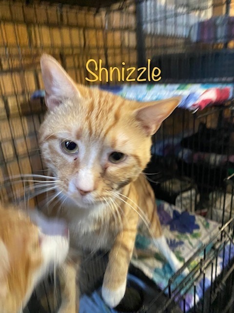 Schnizzle, an adoptable Domestic Short Hair in El Dorado, AR, 71730 | Photo Image 1