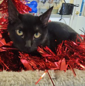 SUPERB JUMPING SKILLS DOB 92623 Hey there everyone Im William a sweet playful black domestic 
