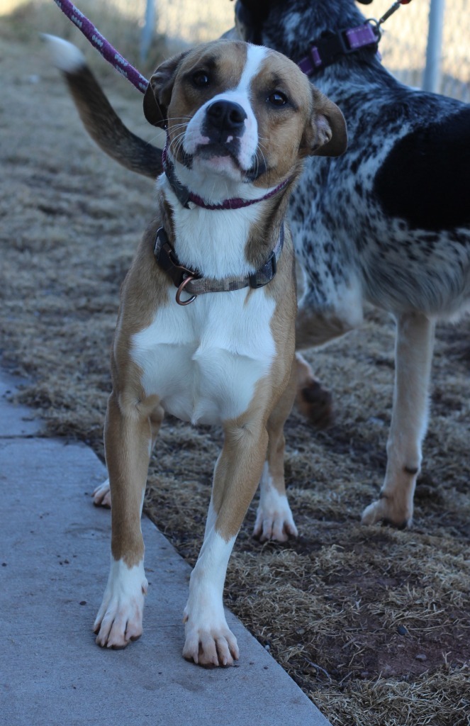 Dog for adoption ACO2 Bruno a Boxer Mix in Ashland WI Petfinder