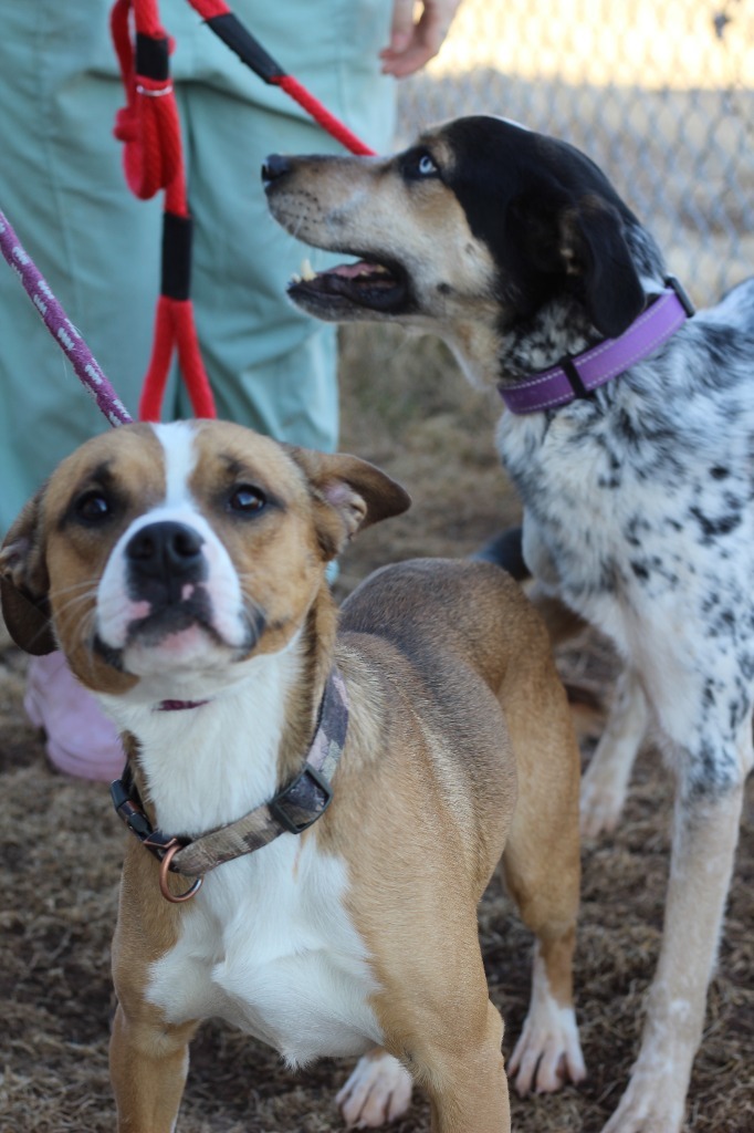 Dog for adoption ACO2 Bruno a Boxer Mix in Ashland WI Petfinder