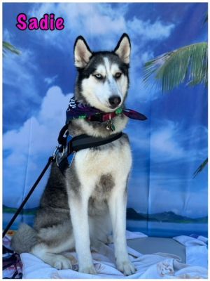 Sadie, Adult Female Siberian Husky
