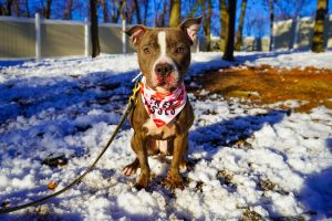 LENA is a 1 yr old petite 42lb pit bull terrier Lena spent the first year of
