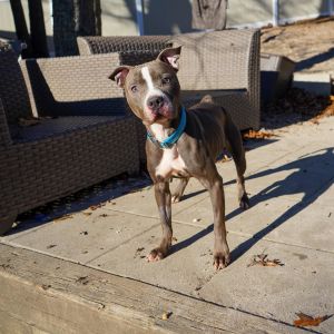 LENA is a 1 yr old petite 42lb pit bull terrier Lena spent the first year of her life in