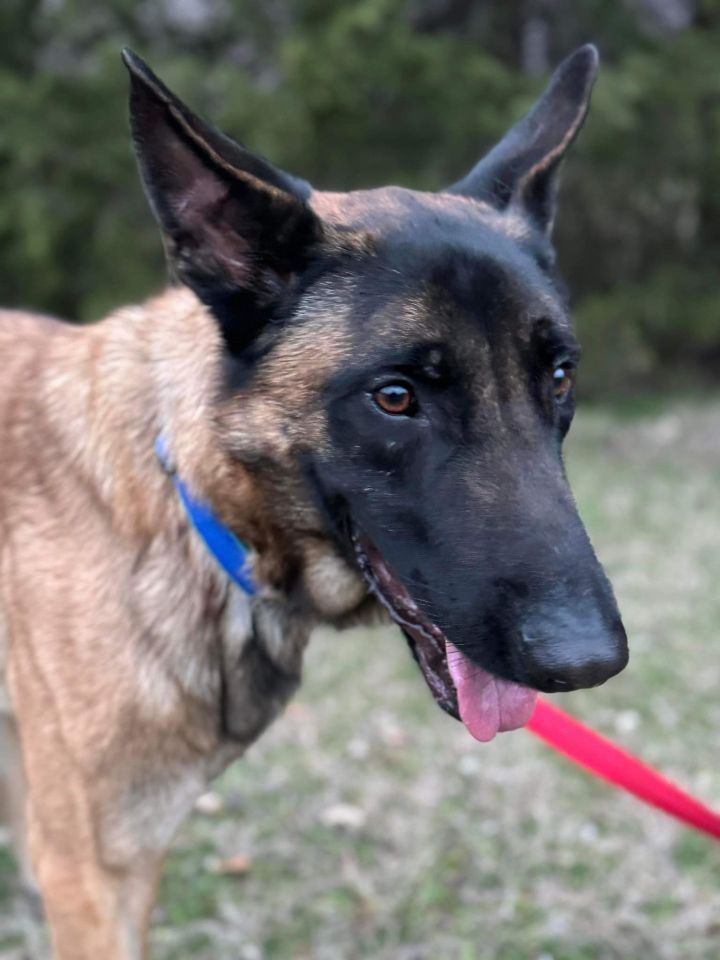 Dog for adoption Brodie a Belgian Shepherd Malinois Mix in