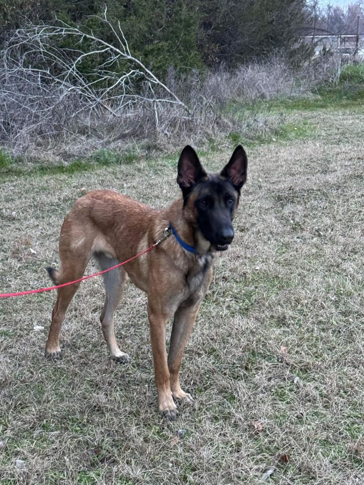 Dog for adoption Brodie a Belgian Shepherd Malinois Mix in