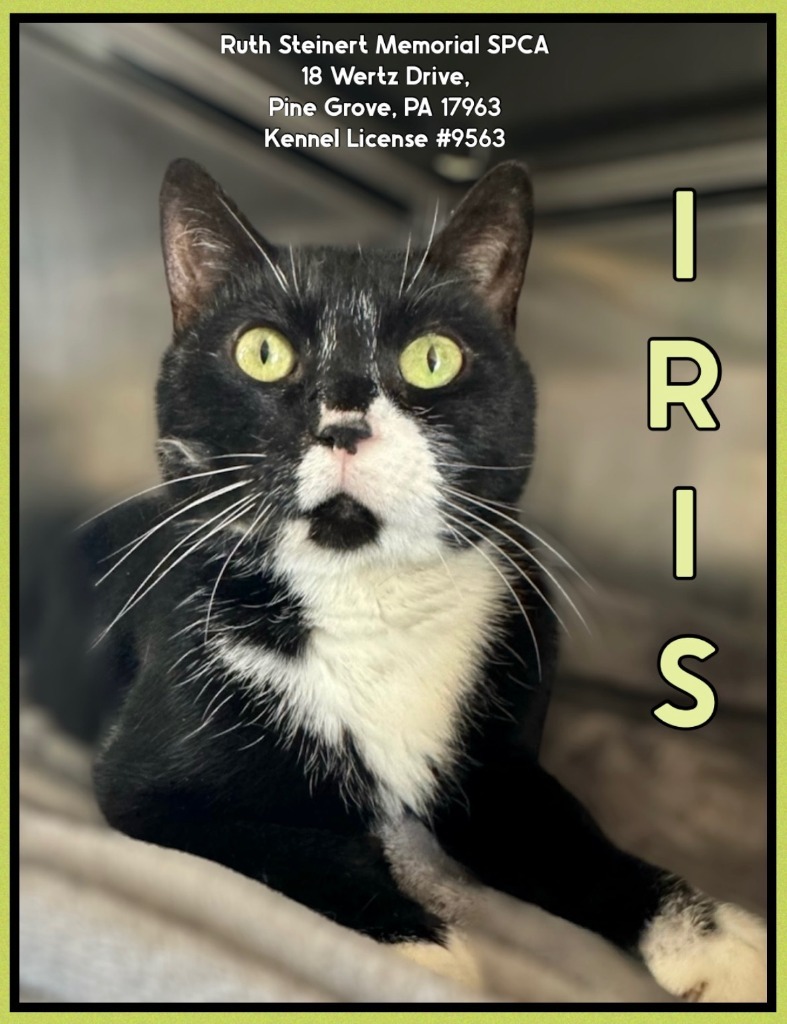 Iris