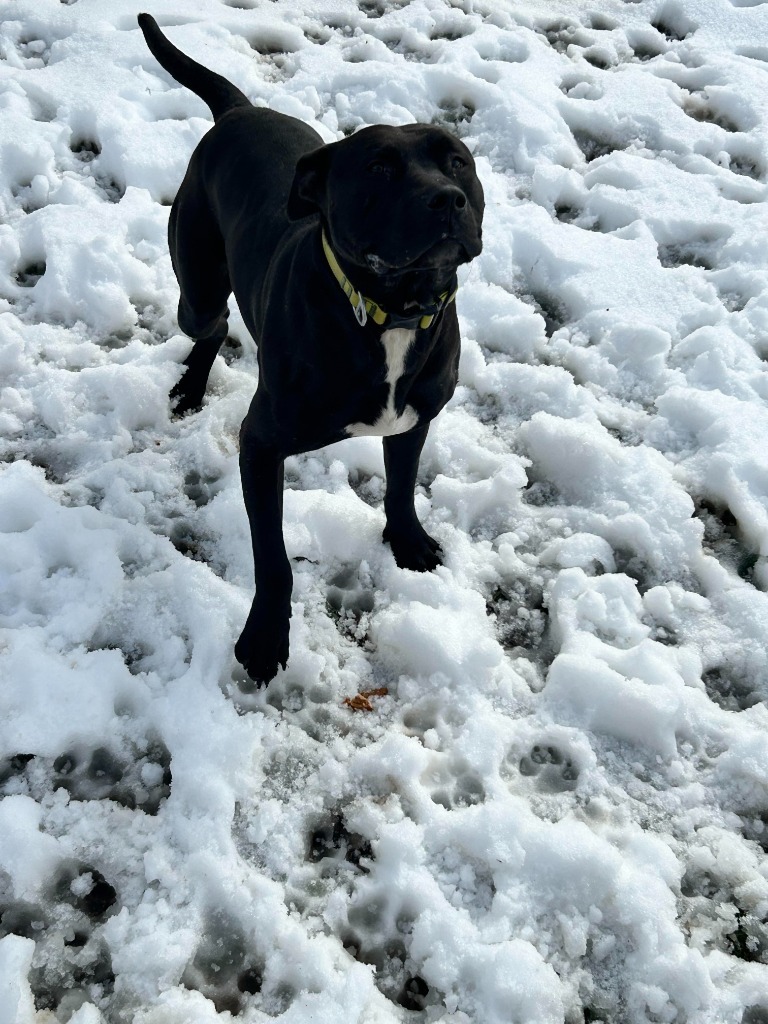 Gunner