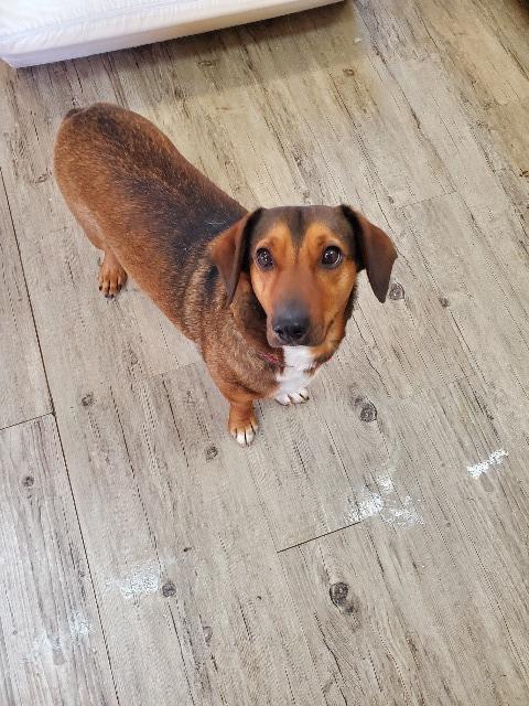 Rascal