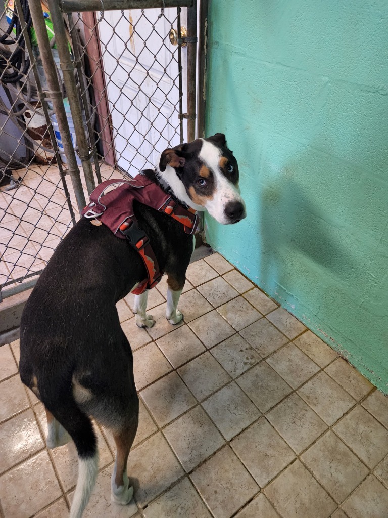 Trace, an adoptable Collie in Pine Grove, PA, 17963 | Photo Image 1