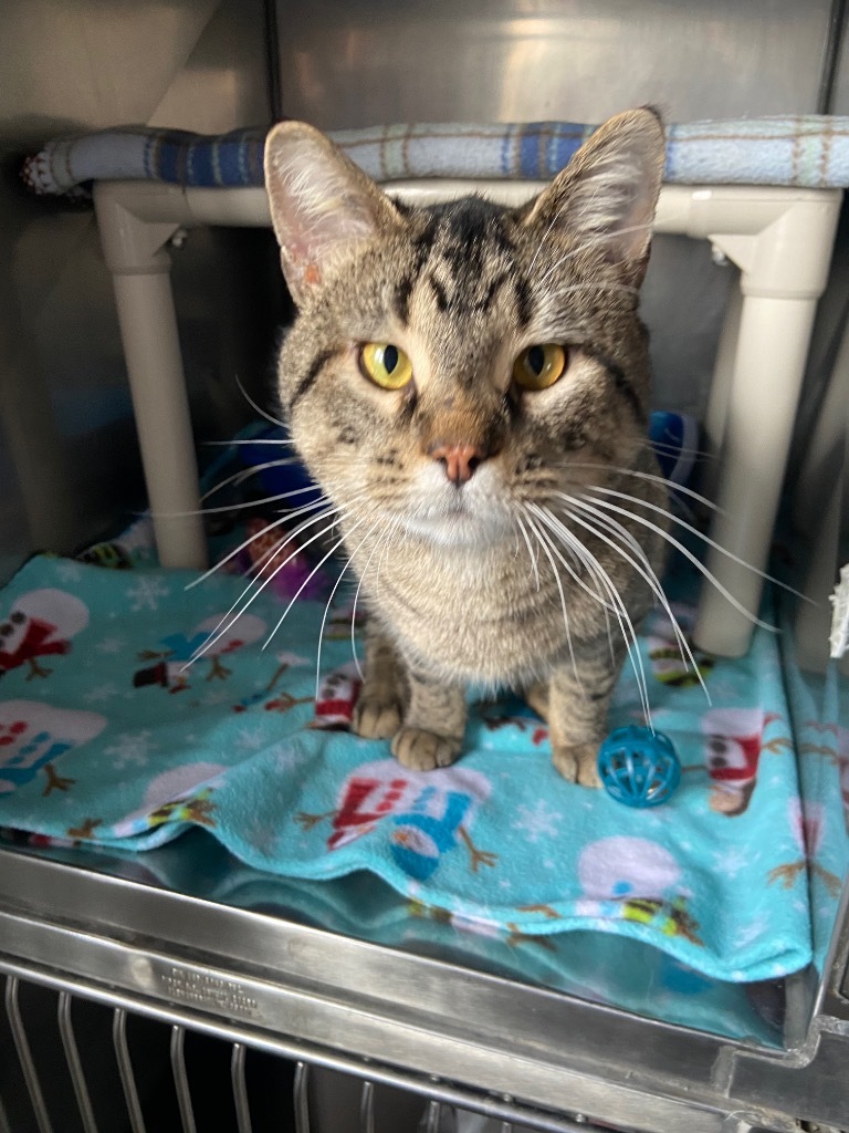 Sailor, an adoptable Domestic Short Hair in Virginia, MN, 55792 | Photo Image 1