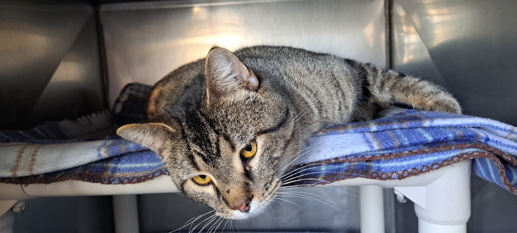 Sailor, an adoptable Domestic Short Hair in Virginia, MN, 55792 | Photo Image 2