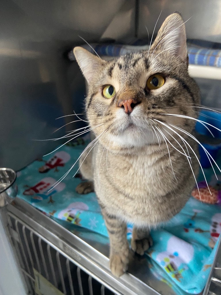 Sailor, an adoptable Domestic Short Hair in Virginia, MN, 55792 | Photo Image 3