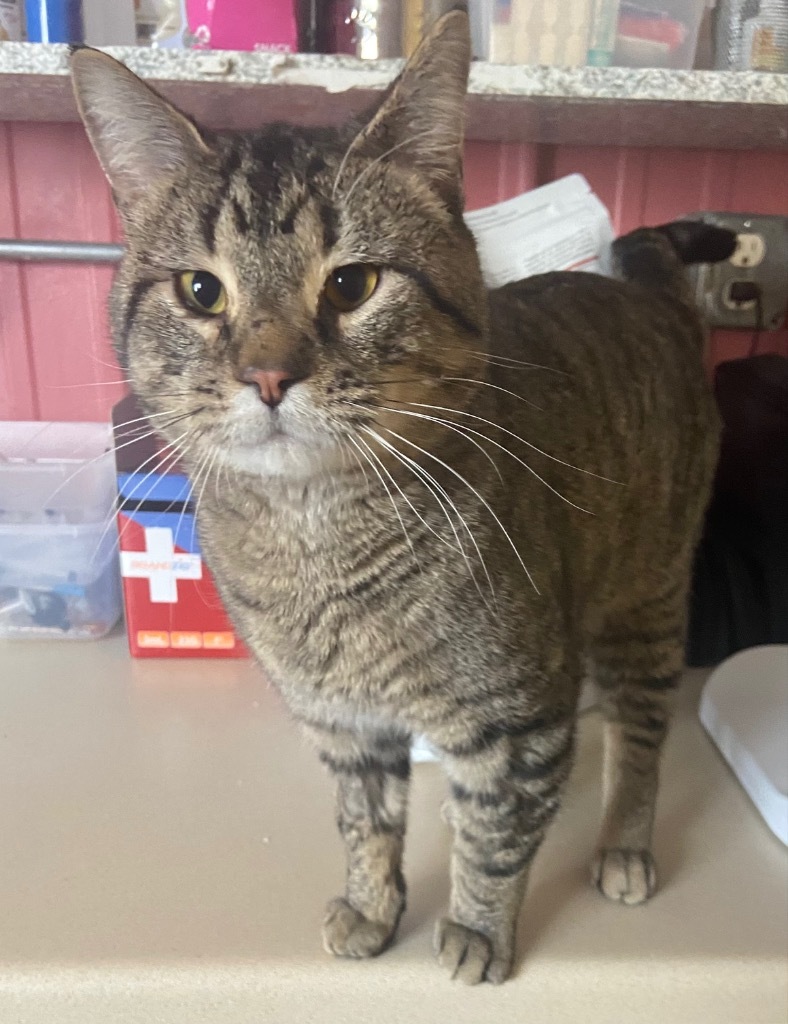 Sailor, an adoptable Domestic Short Hair in Virginia, MN, 55792 | Photo Image 4