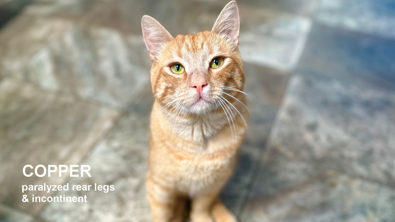 Copper, an adoptable Domestic Short Hair in Santa Rosa, CA, 95404 | Photo Image 1