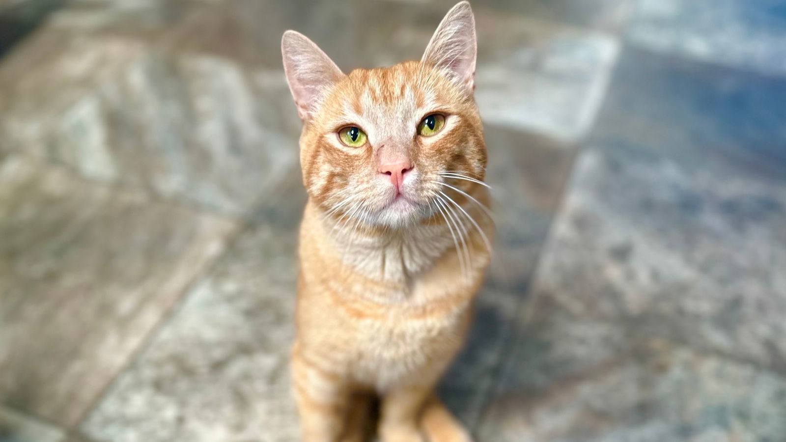 Copper, an adoptable Domestic Short Hair in Santa Rosa, CA, 95404 | Photo Image 2