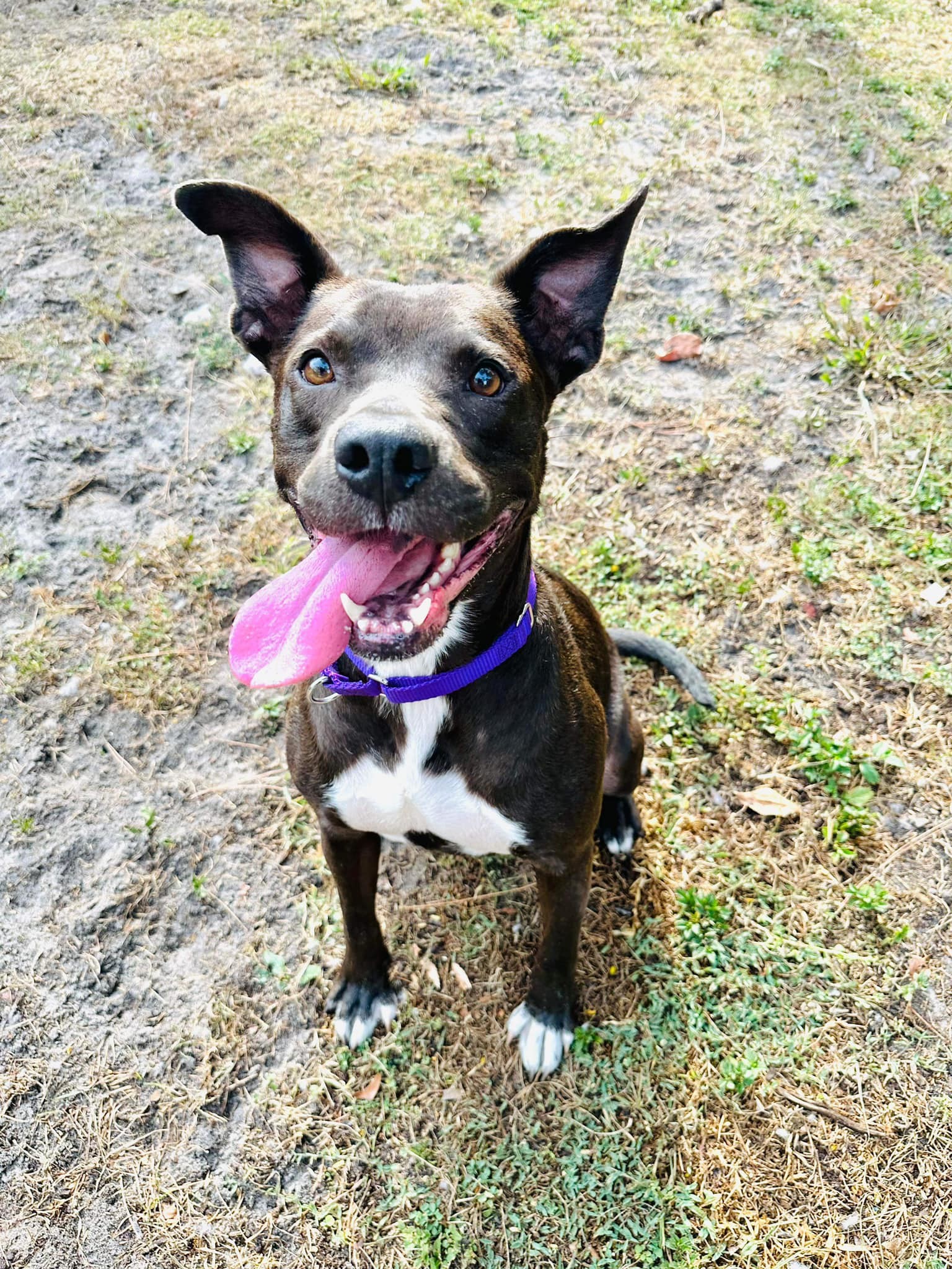 Edie, an adoptable Terrier, Pit Bull Terrier in Estero, FL, 33928 | Photo Image 2