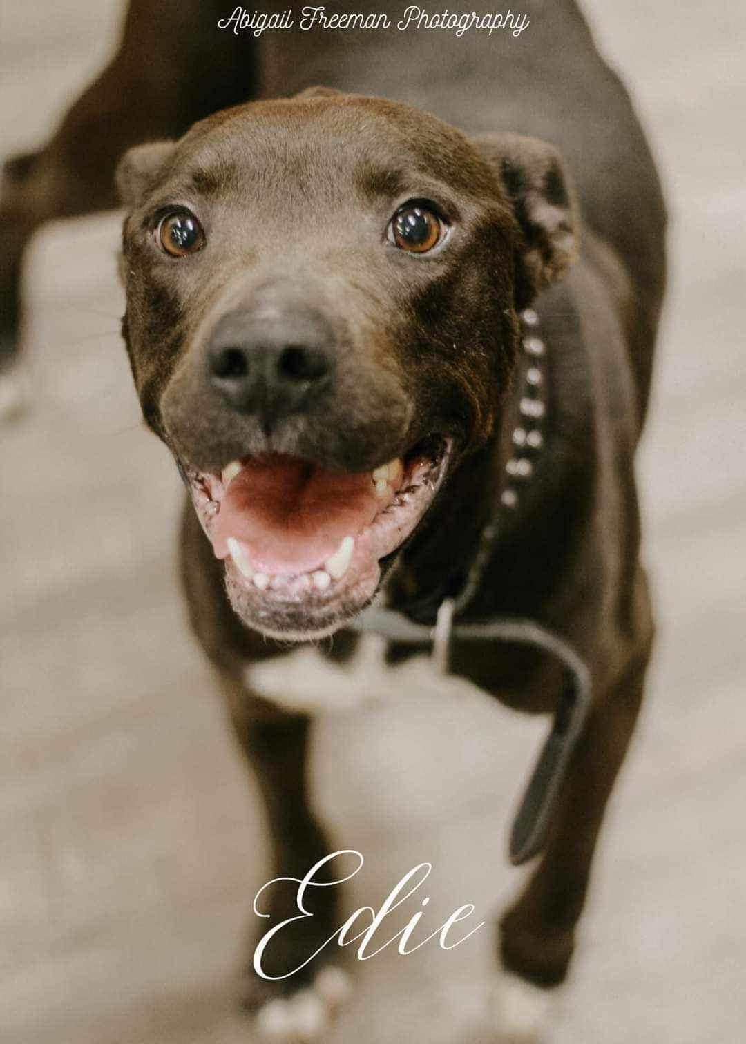 Edie, an adoptable Terrier, Pit Bull Terrier in Estero, FL, 33928 | Photo Image 3