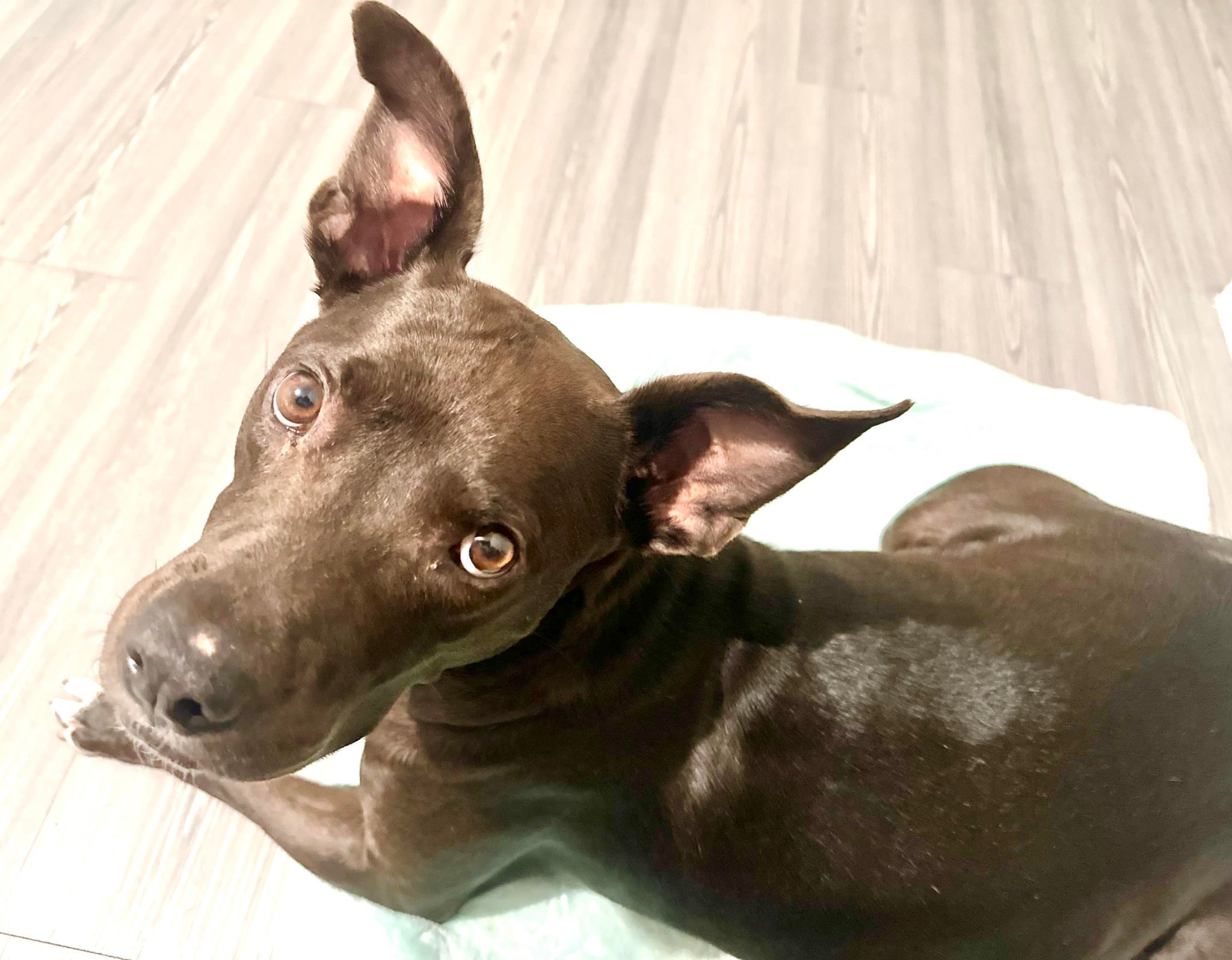 Edie, an adoptable Terrier, Pit Bull Terrier in Estero, FL, 33928 | Photo Image 4
