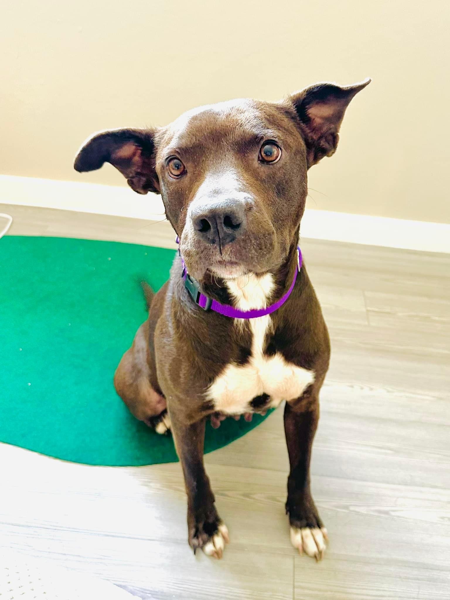 Edie, an adoptable Terrier, Pit Bull Terrier in Estero, FL, 33928 | Photo Image 5