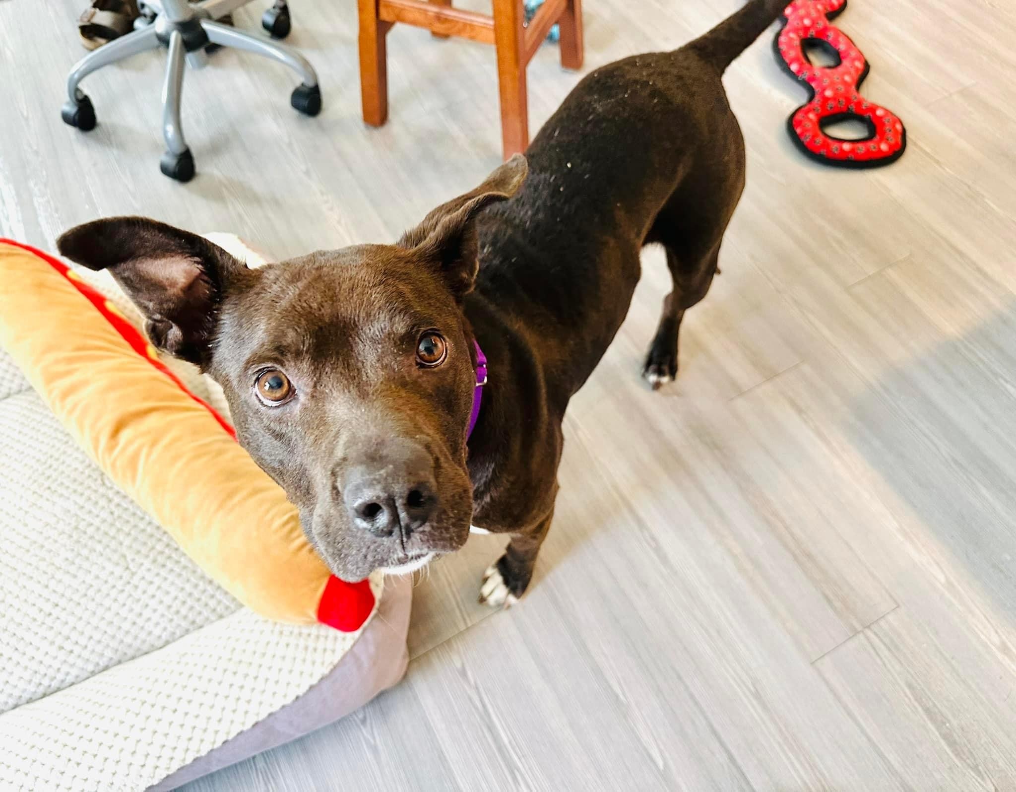 Edie, an adoptable Terrier, Pit Bull Terrier in Estero, FL, 33928 | Photo Image 6