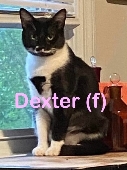 Dexter Cat detail page