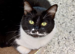 DEXTER Cat, Adult Female Domestic Short Hair