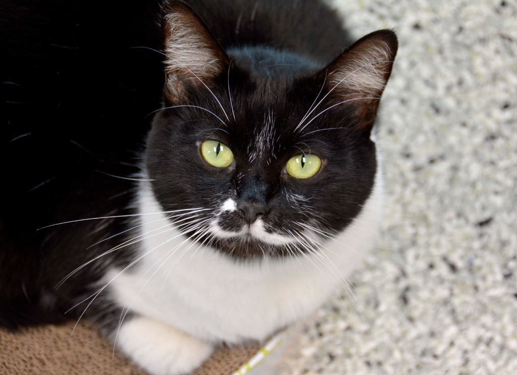 DEXTER Cat, an adoptable Domestic Short Hair in New Bern, NC, 28563 | Photo Image 1
