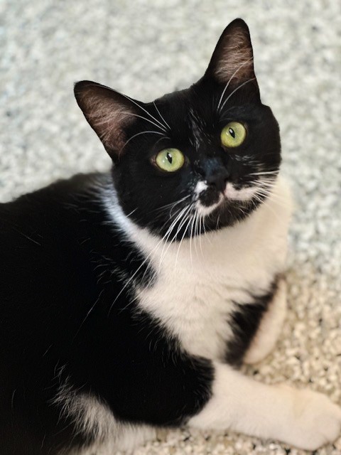 DEXTER Cat, an adoptable Domestic Short Hair in New Bern, NC, 28563 | Photo Image 3