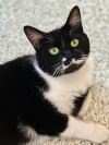 DEXTER Cat photo 3