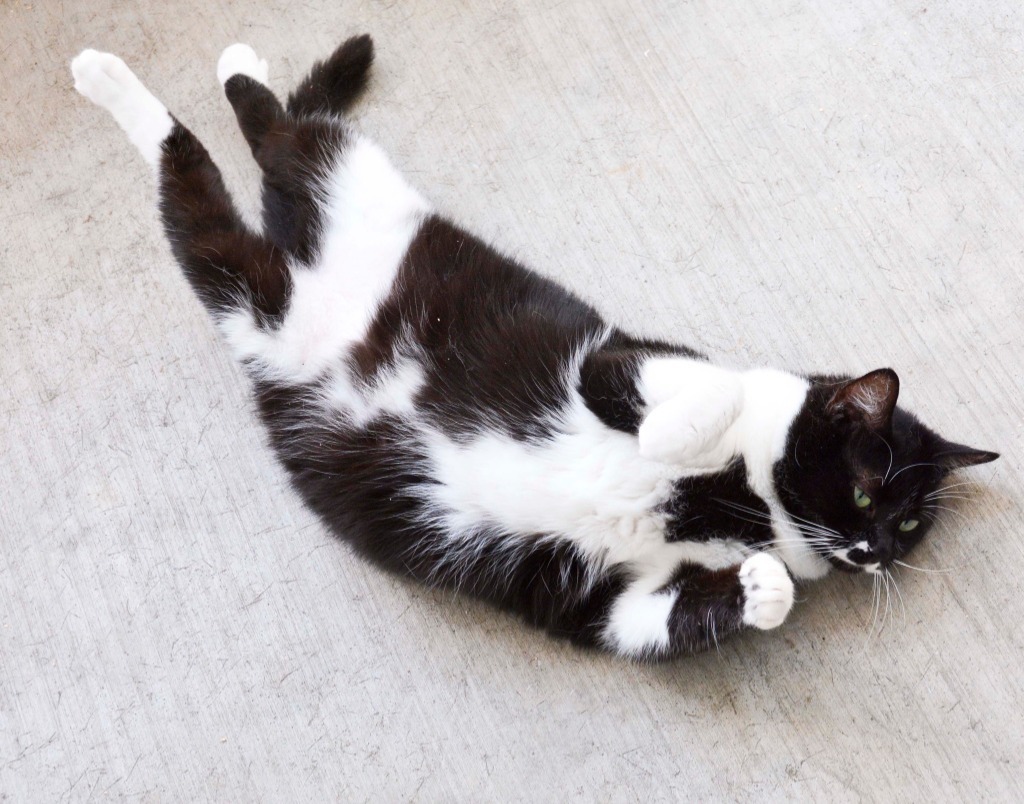 DEXTER Cat, an adoptable Domestic Short Hair in New Bern, NC, 28563 | Photo Image 4