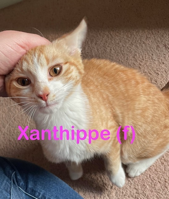 XANTHIPPE Kitten