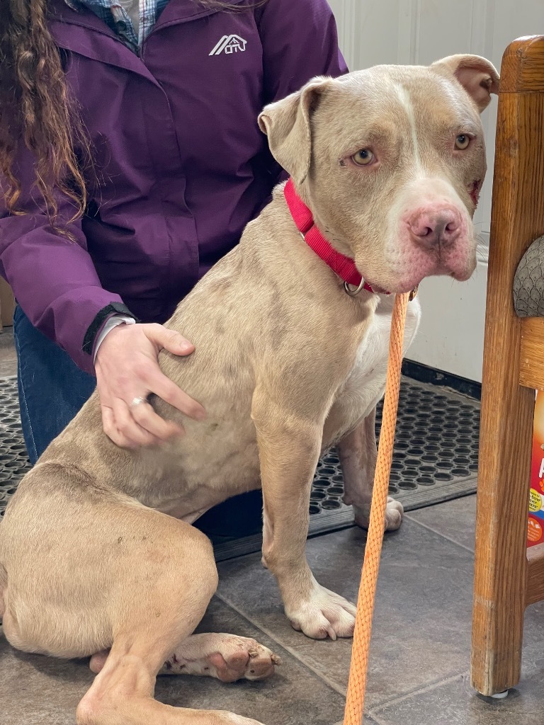 Vegas, an adoptable Pit Bull Terrier in Glenfield, NY, 13343 | Photo Image 1