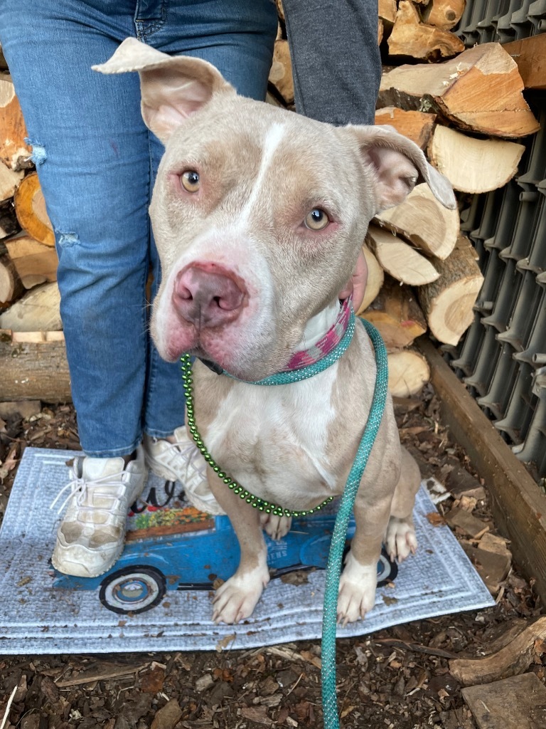 Vegas, an adoptable Pit Bull Terrier in Glenfield, NY, 13343 | Photo Image 3